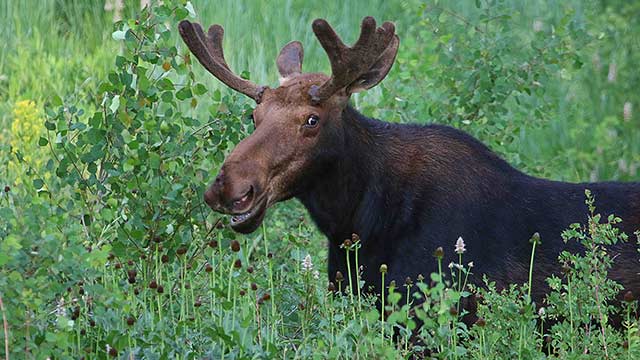 Smiling moose surrounded by green trees