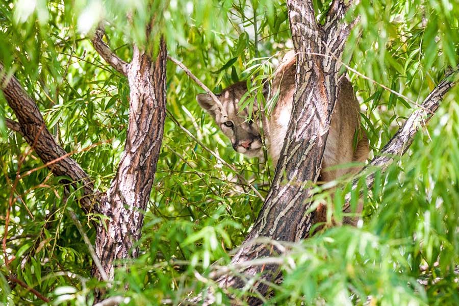 Cougar in a tree