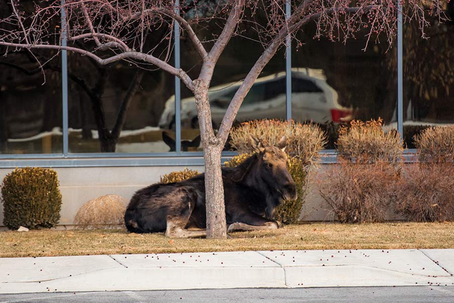 Moose behind tree