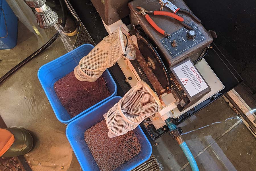 An egg picker filters out the viable fish eggs that will fertilize from the bad eggs that can grow fungus and become harmful to the viable eggs