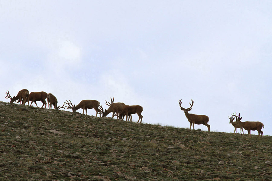 Herd of buck deer walking up a hill