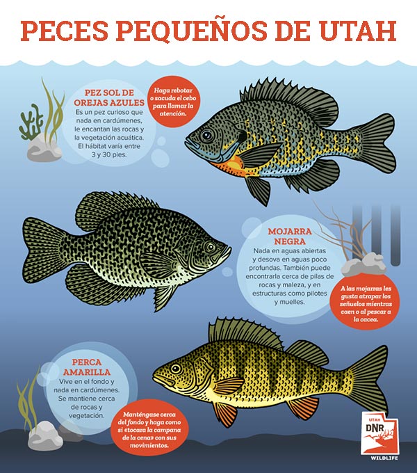 Infografía del peces pequeños de Utah, que muestra peces sol de orejas azules, mojarras blancas y percas amarillas