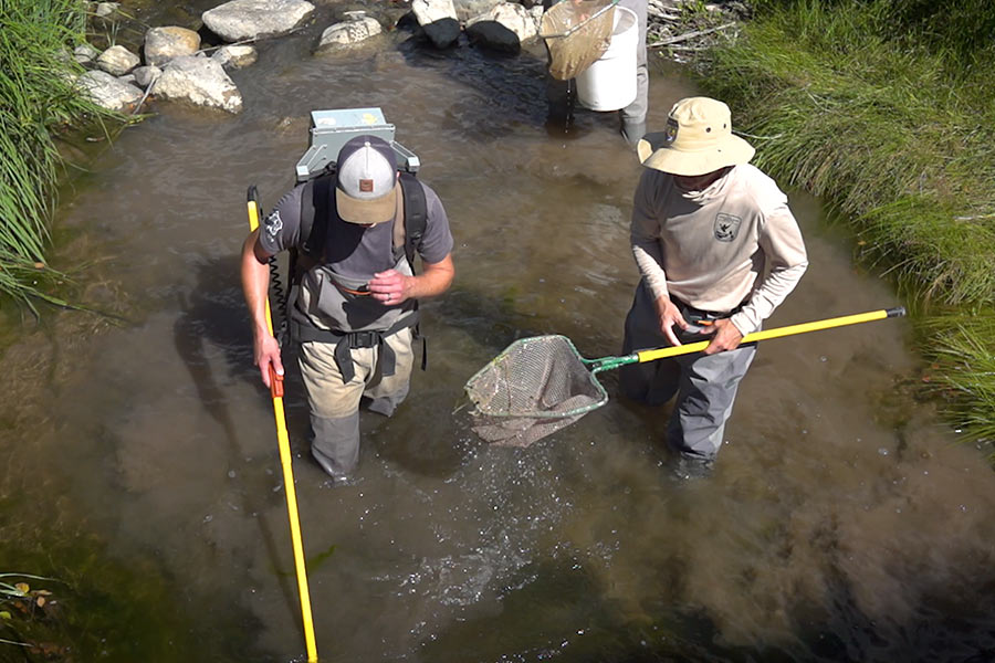 Two biologists conducting disease testing on Bonneville cutthroat trout in Niotche Creek