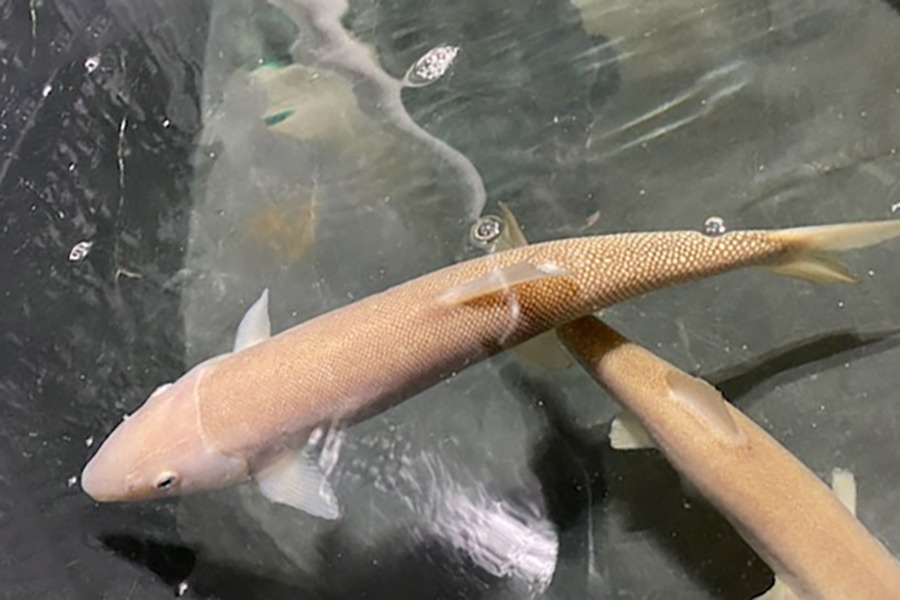 Two green sucker fish swimming in a tank