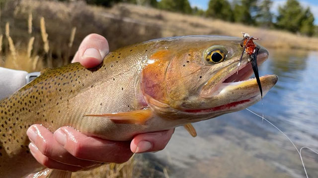 Hand holding recently caught Colorado River trout