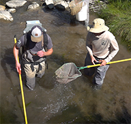 Two biologists conducting disease testing on Bonneville cutthroat trout in Niotche Creek