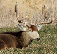 Droopy-eyed buck deer, infected with chronic wasting disease, crouched in a green field