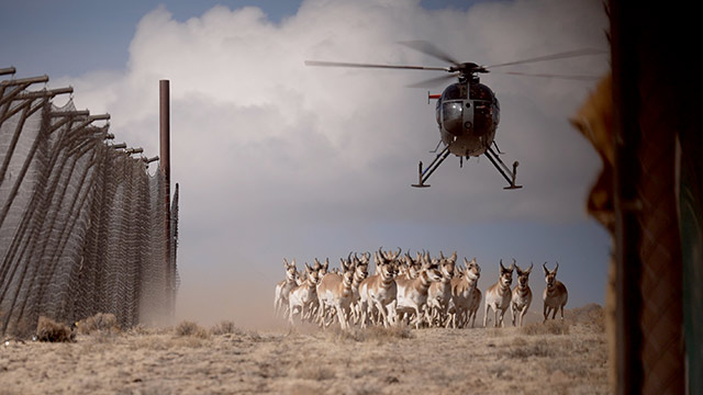 A herd of pronghorn running ahead of a helicopter