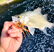 Hand holding a caught white bass with a knot in the reel