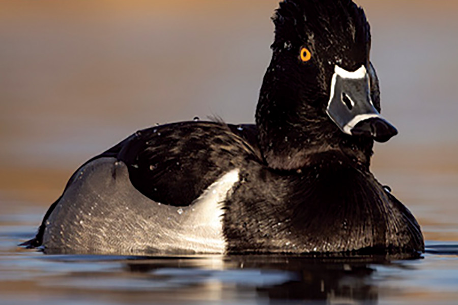 Waterfowl guidebook