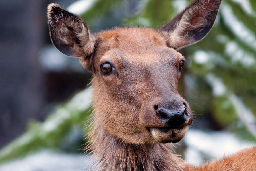 Utah Antlerless Application