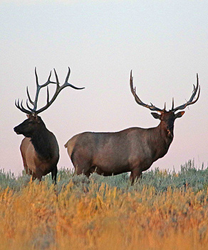 Two elk in a field in early August, stripping velvet