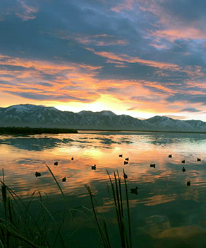 Many duck decoys spread out over a lake with snowcapped mountains in the background