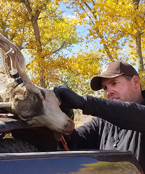 DWR employee at a check station, checking a harvested buck deer for chronic wasting disease