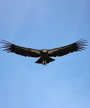 Condor in flight at Zion National Park