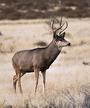 Buck deer standing in a dry field on the Nash Wash WMA