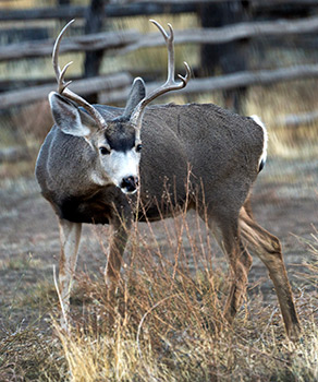 Buck deer standing in front of a wooden fence at the Nash Wash WMA