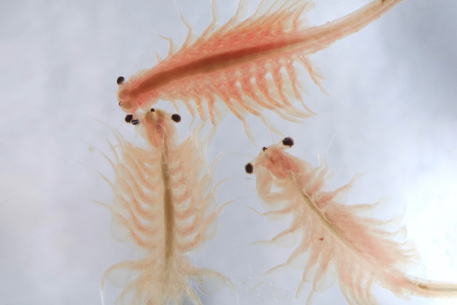 Brine shrimp