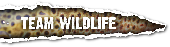 Team Wildlife profile