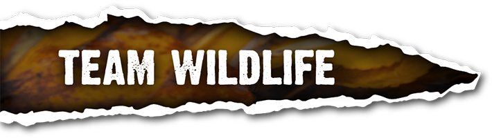 Team Wildlife profile