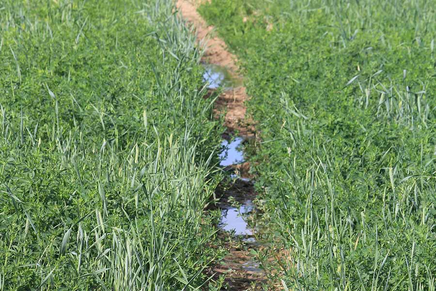 Tire tracks in a field