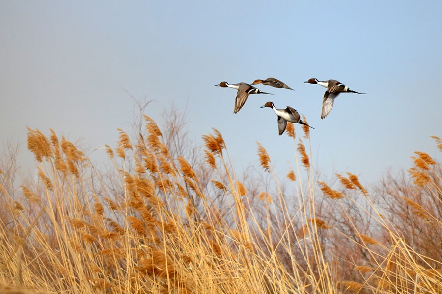 Four pintail ducks, flying above wild grass