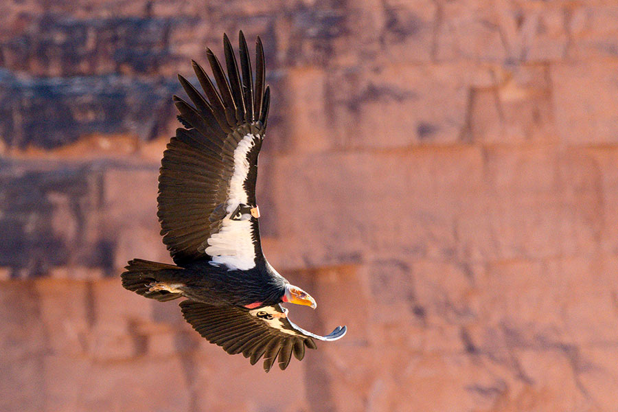 Condor in flight