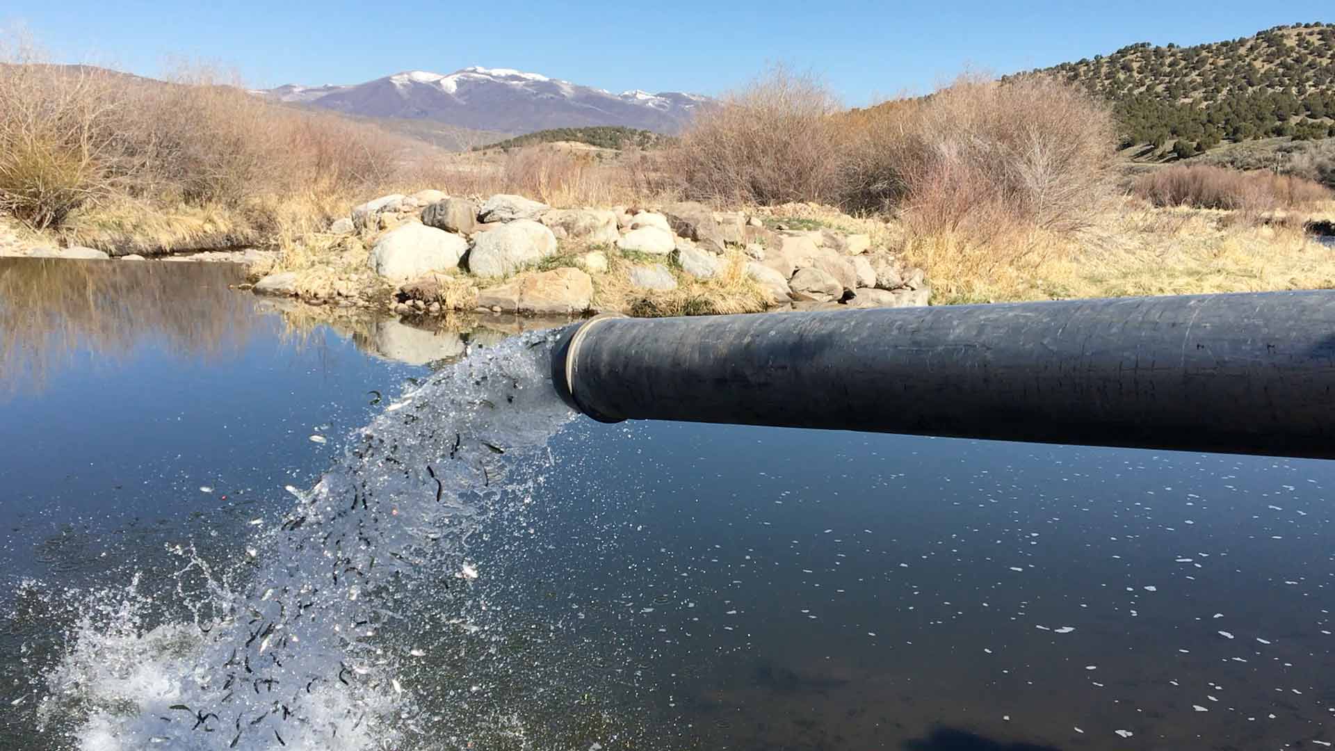 Fish being stocked in a pond.