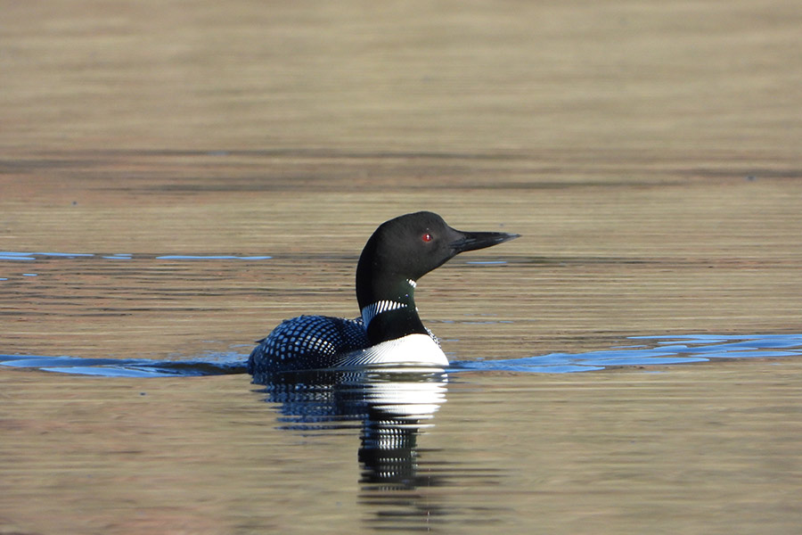 A loon bird floating in water, its beak pointed outward