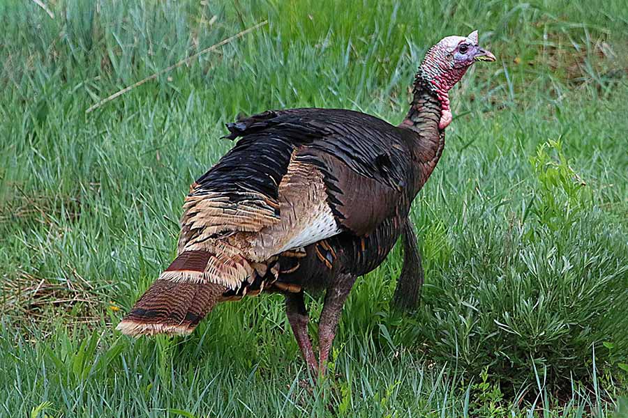 Wild turkey strutting on green grass