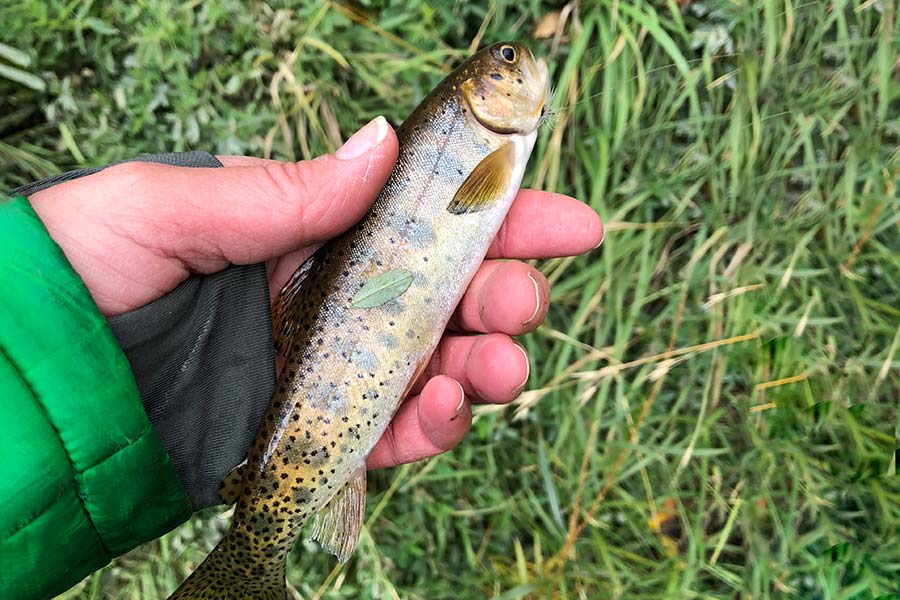 Hand holding small cutthroat trout