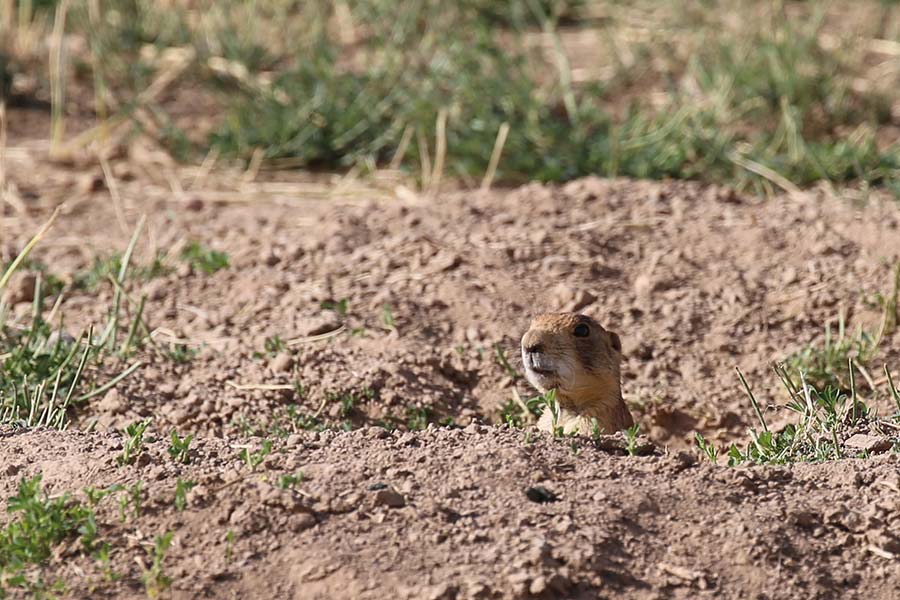 Utah prairie dog sticking its head out of a burrow in the ground