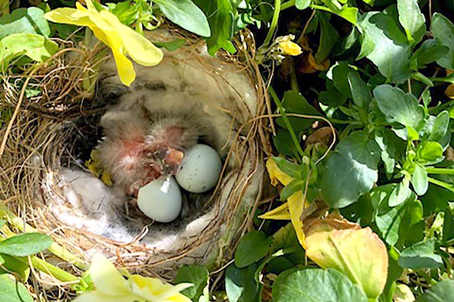 Bird nest on the ground with eggs hatching