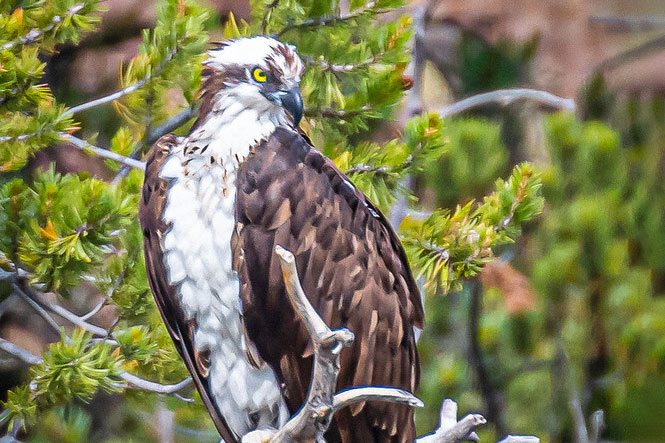 Osprey bird perched on a tree branch