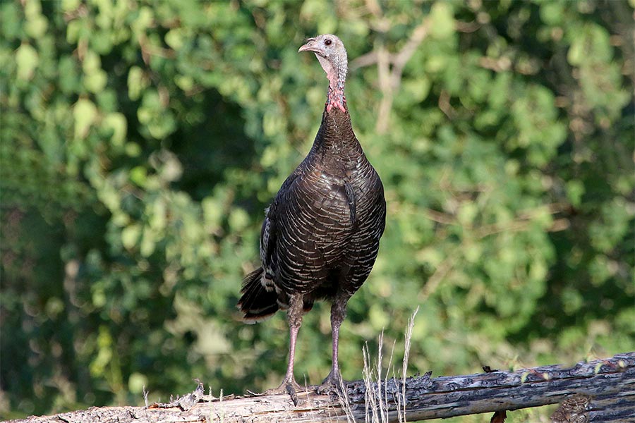 A wild turkey perched on a log in northern Utah