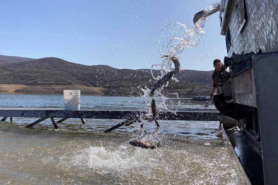 DWR employee stocking Jordanelle Reservoir with rainbow trout from a truck