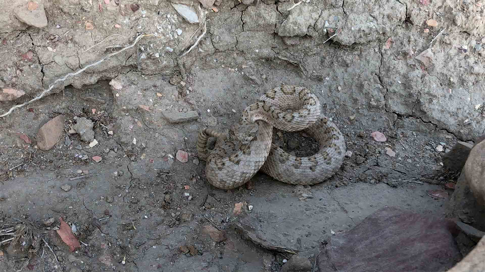 Coiled rattlesnake, with its tail rattling