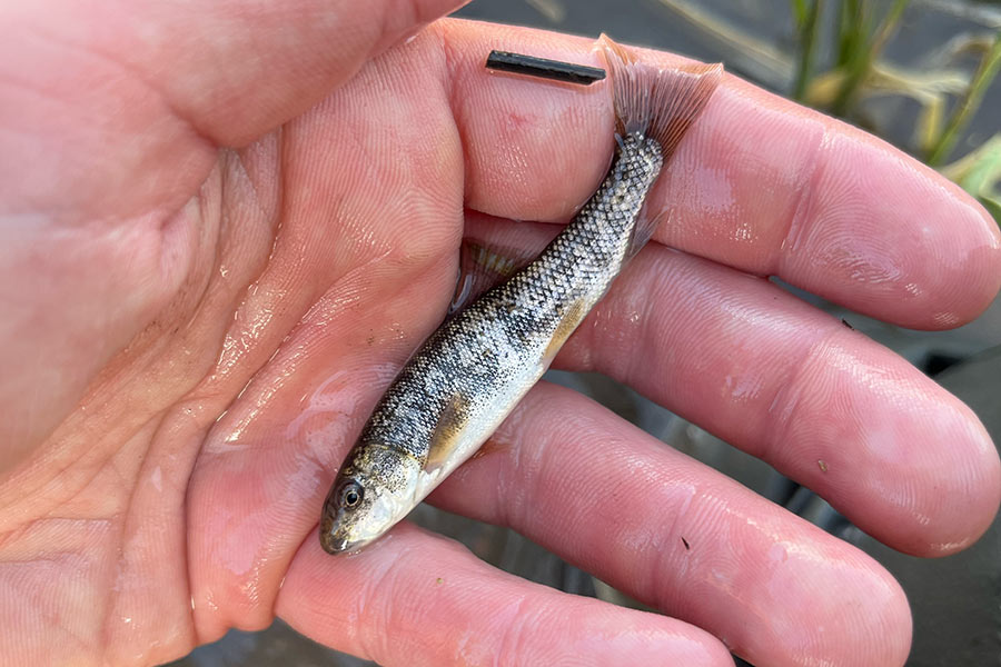 Hand holding a juvenile June sucker