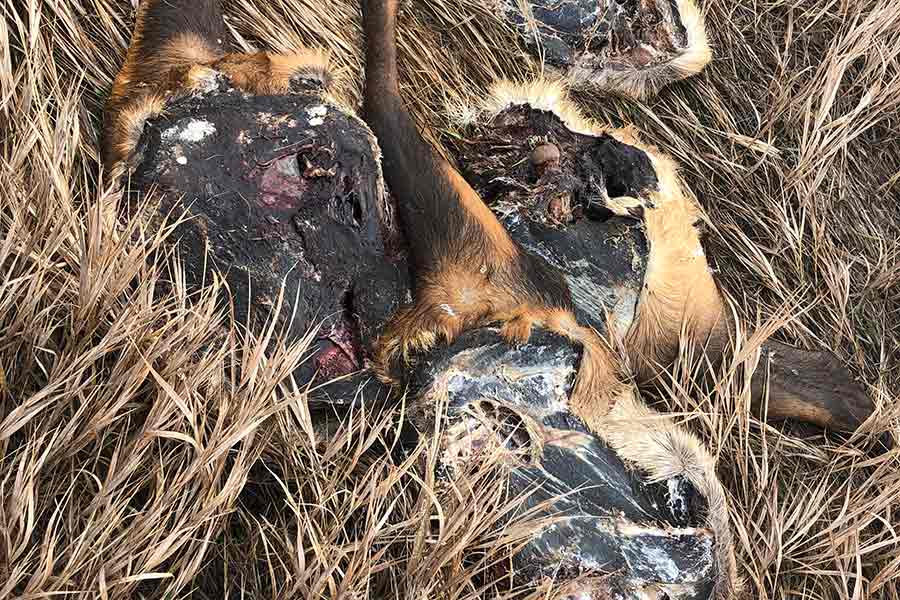 Decayed remnants of a headless bull elk, lying in dry grass