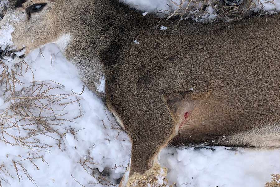 Buck deer dumped west of Centerfield in Sanpete County